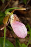 Pink lady's slipper <BR>Moccasin flower